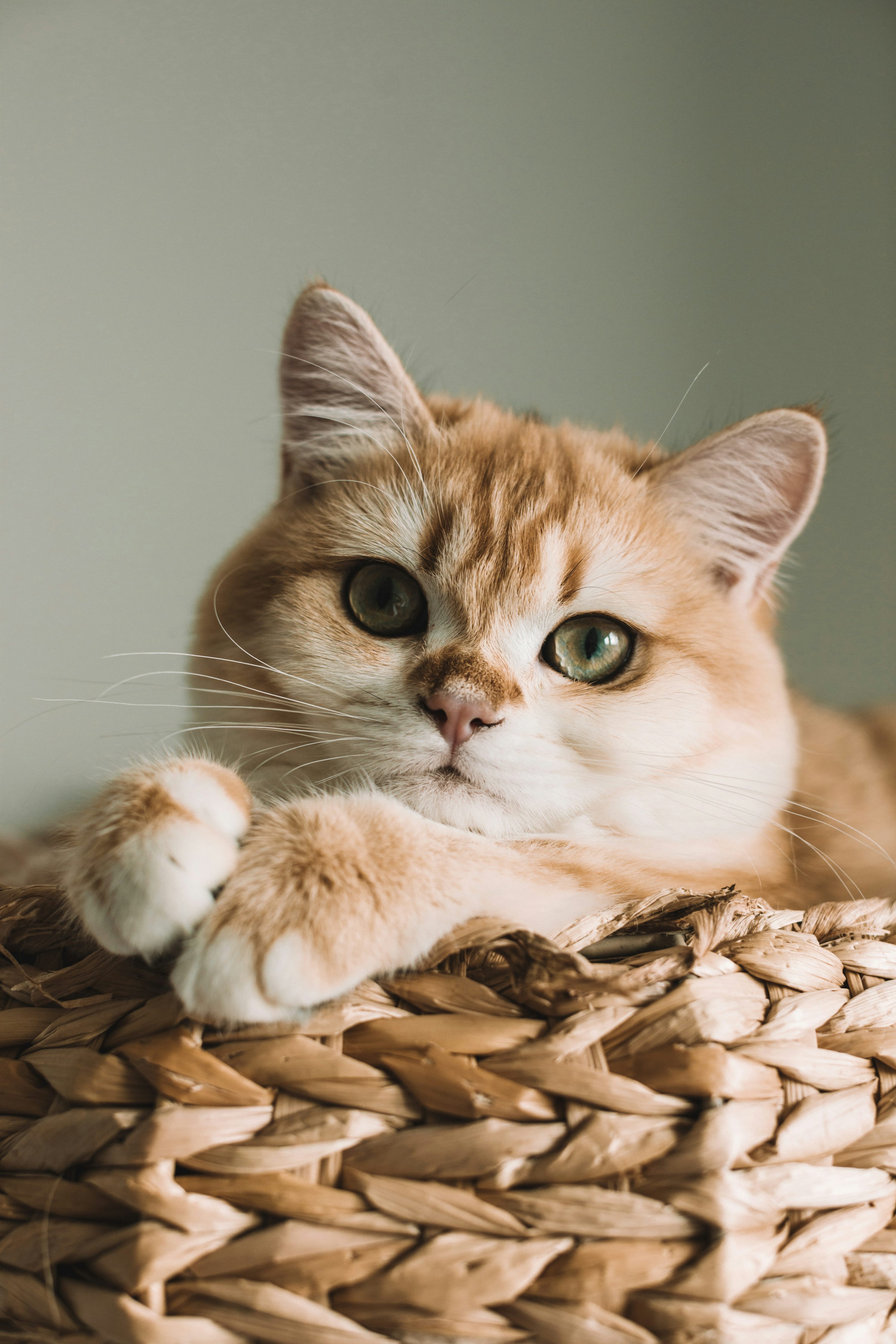 cat picture