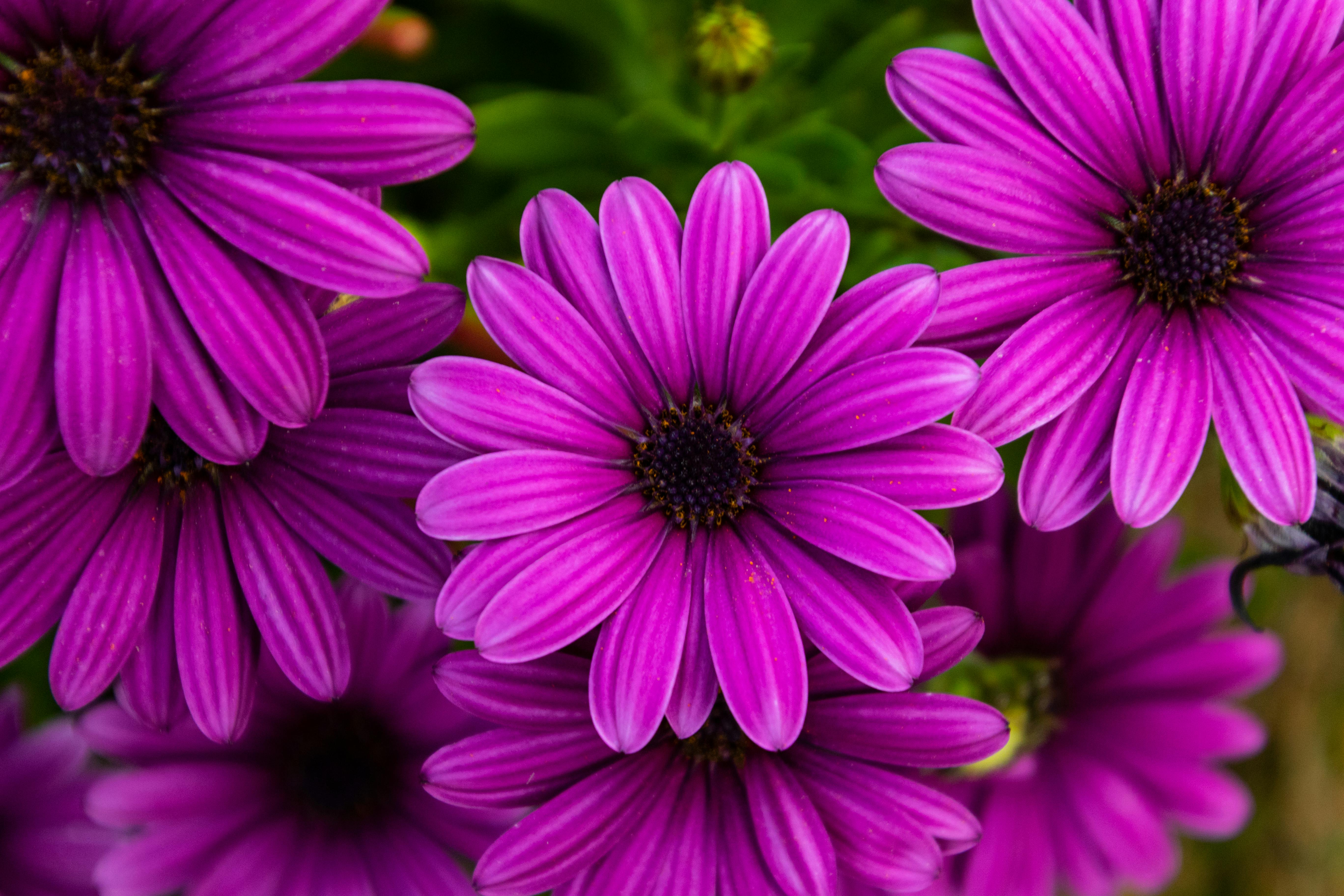Image of purple flowers
