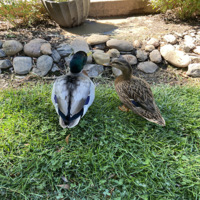 Male and female mature Mallard