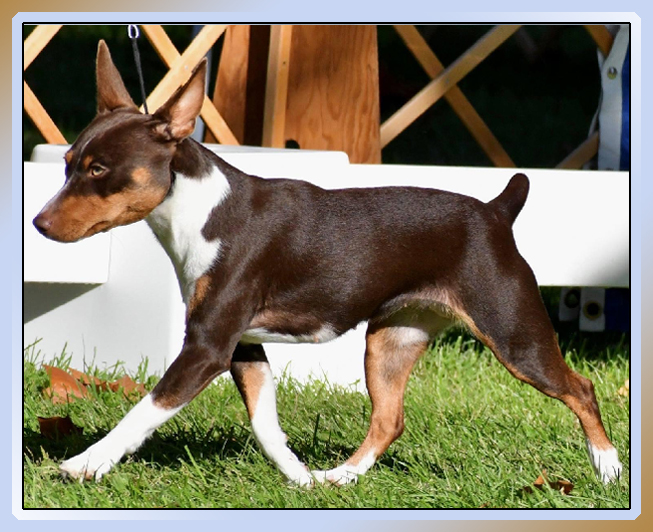 Rat Terrier Puppy