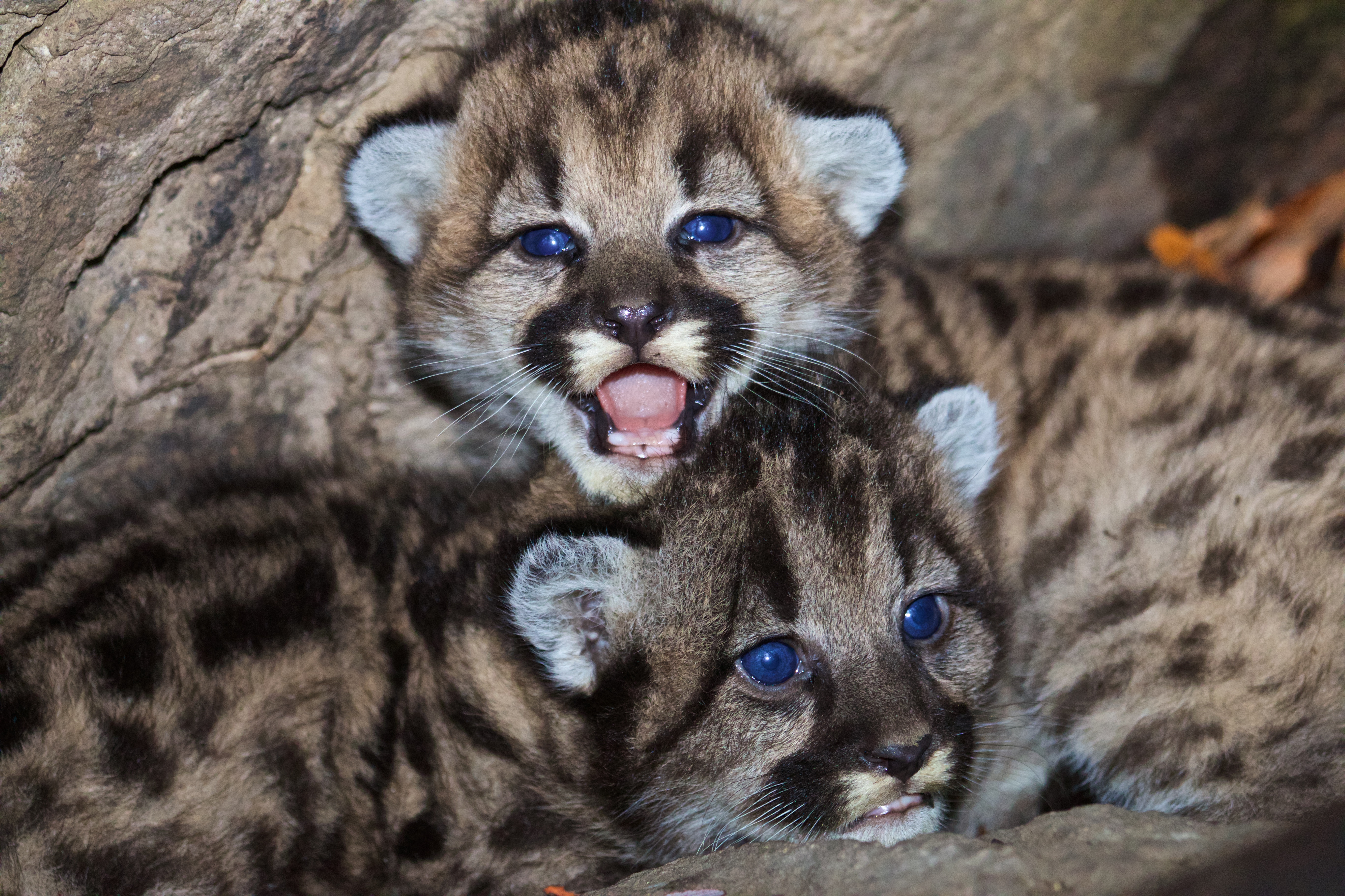 Photo of Mountain Lion Cubs