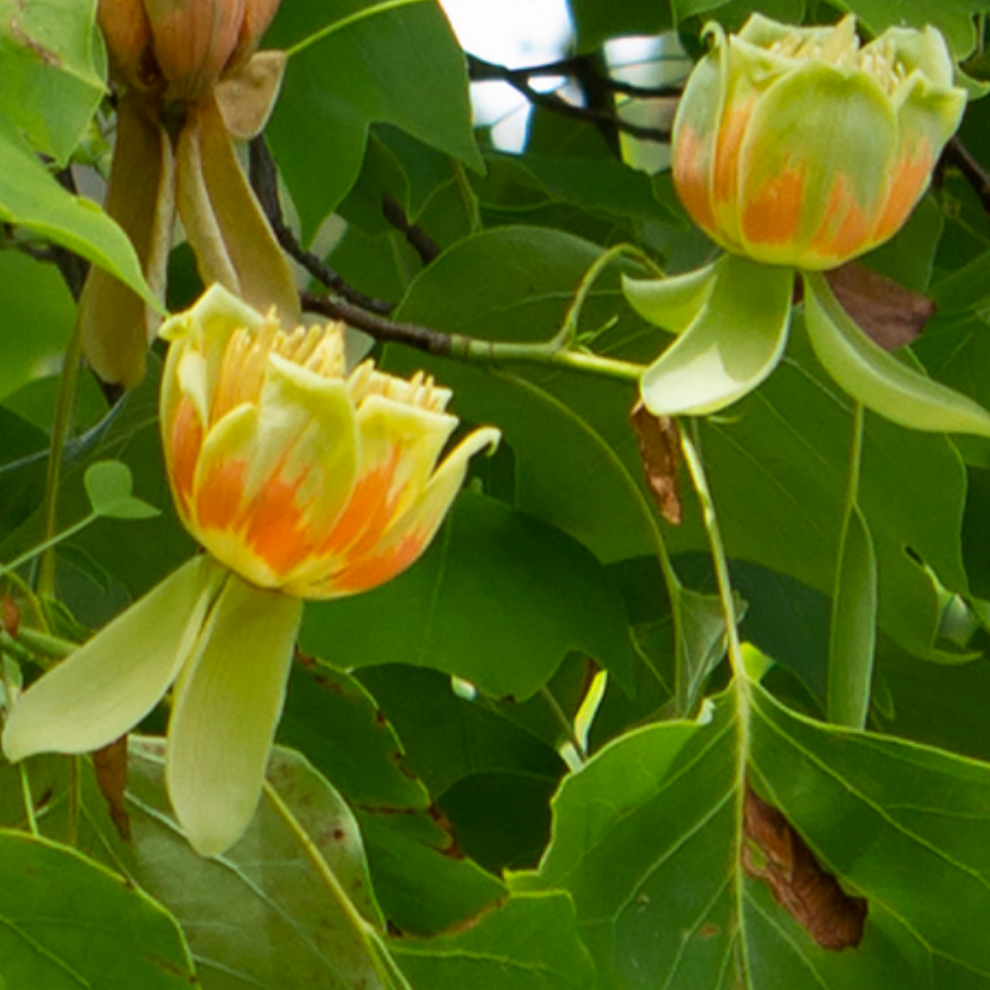 Tulip Tree