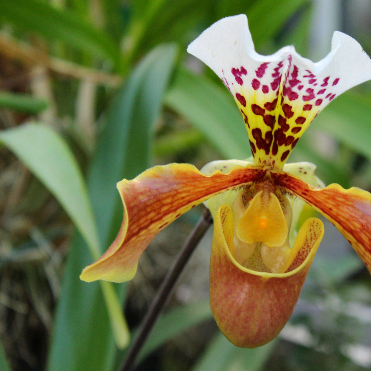 Paphiopedilum insigne