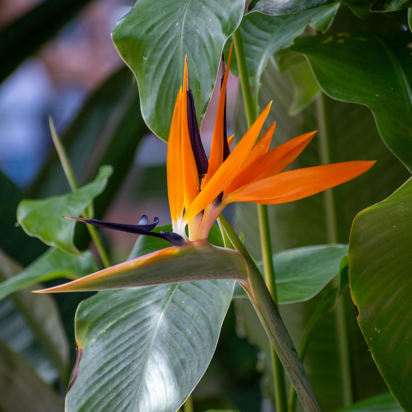 Bird of Paradise