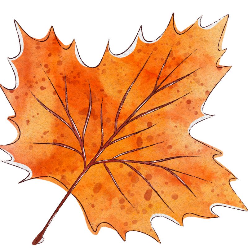 fall leaf
