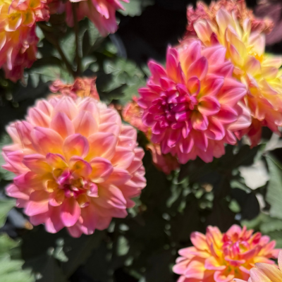 A bunch of brightly-colored pink and yellow dahlia flowers.