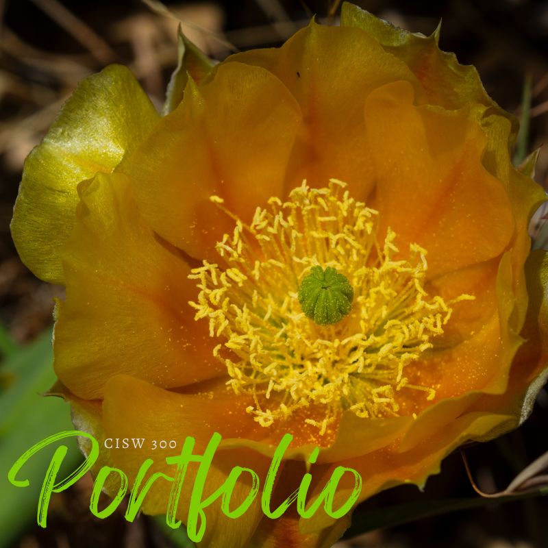 portfolio image