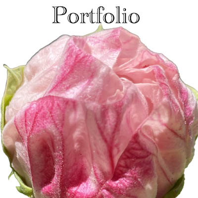 Portfolio Iamage