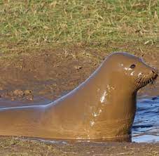 muddy seal