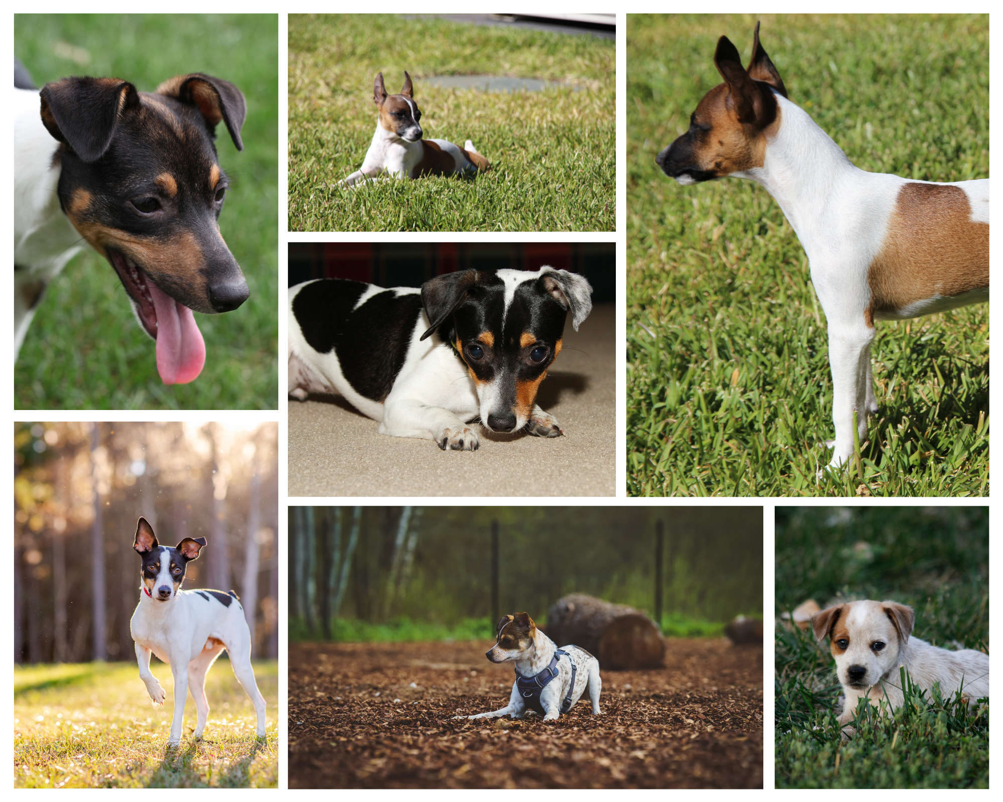 rat terrier breed, rat terrier pups, healthy and happy terriers