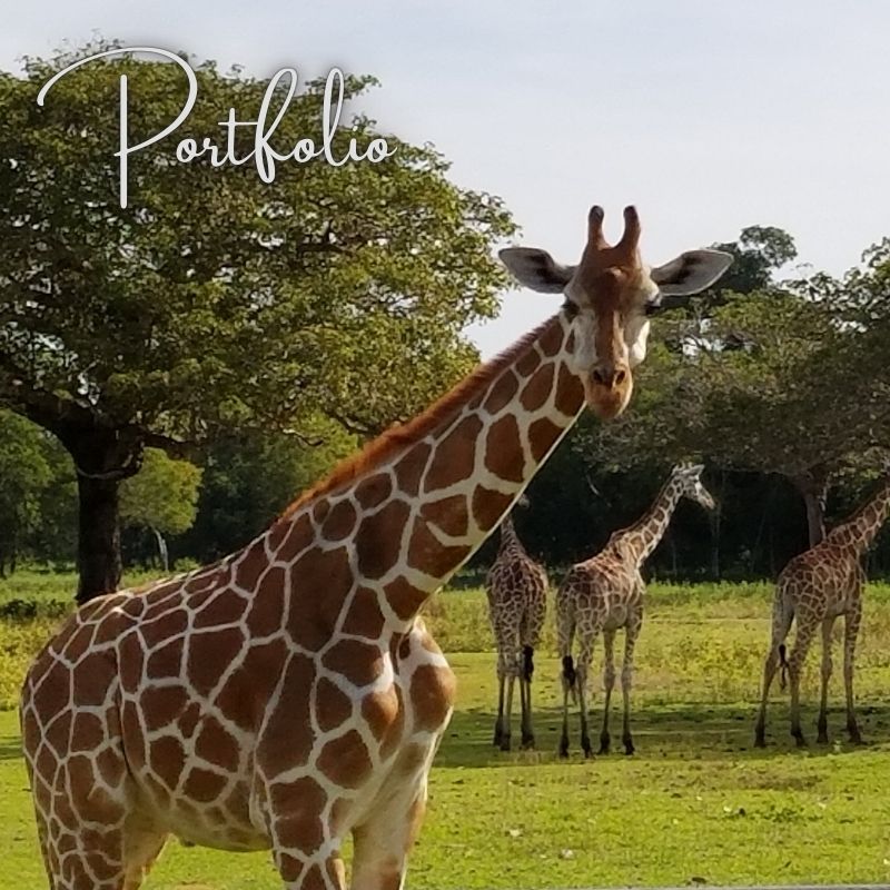 Portfolio