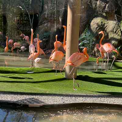 Gerson with flamingo