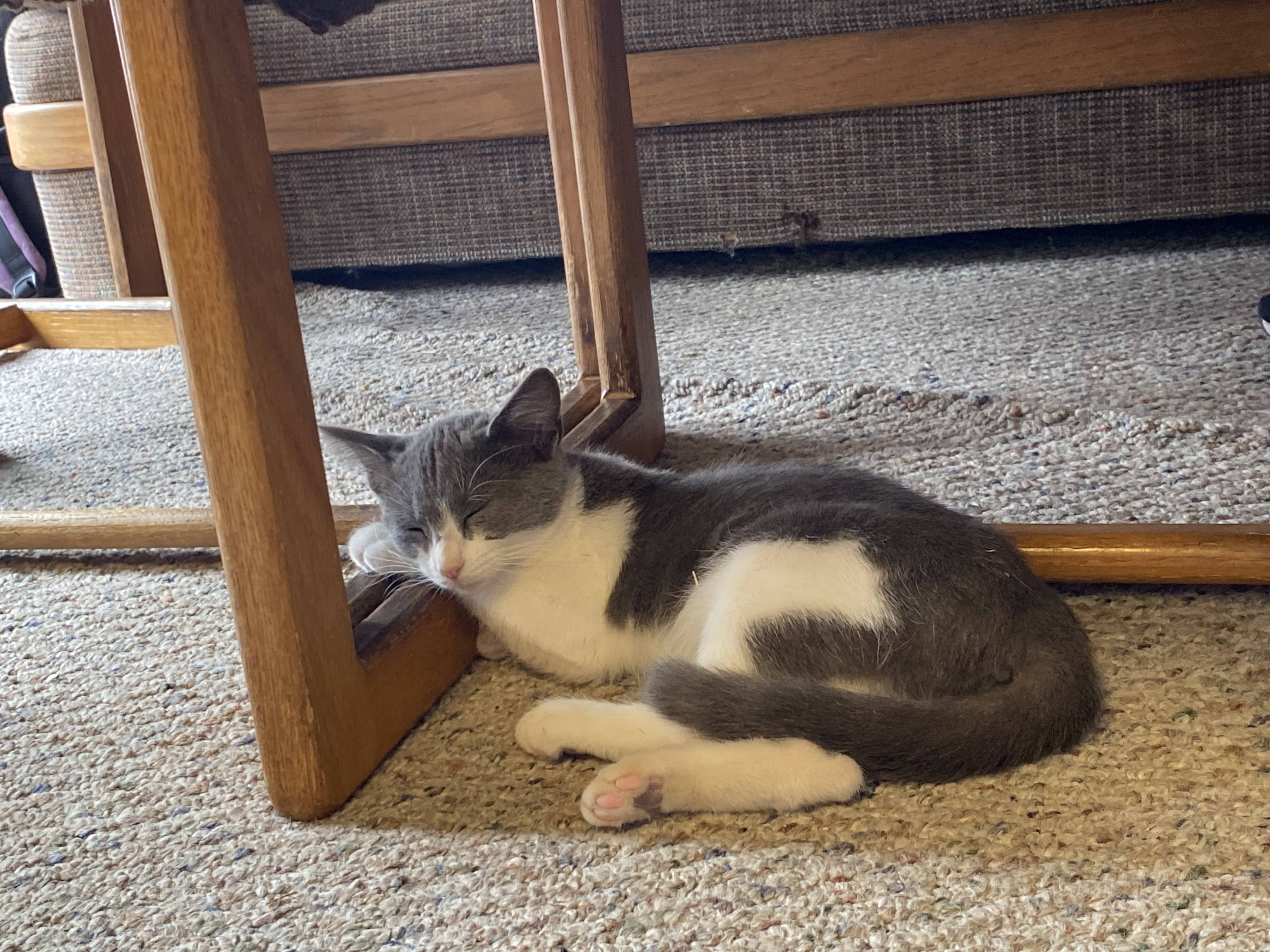 A gray and white cat named Diana Patches taking a nap