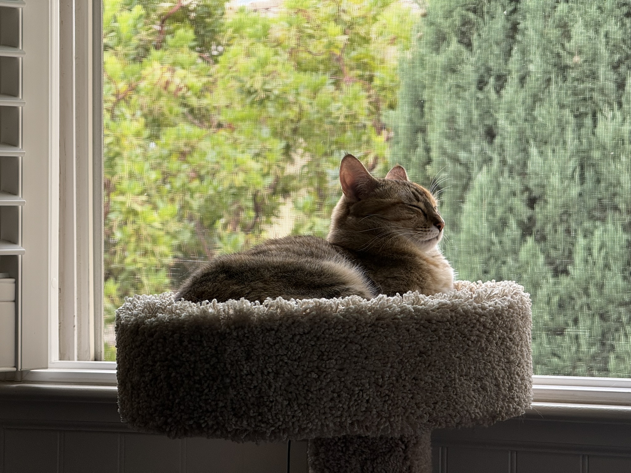 daisy in a window