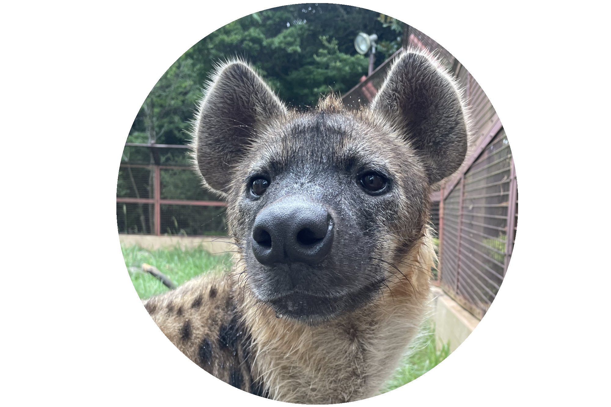 profile picture of a hyena