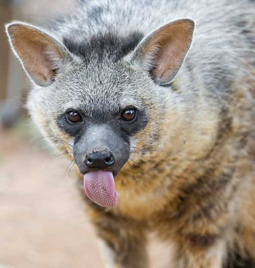 photo of an aardwolf